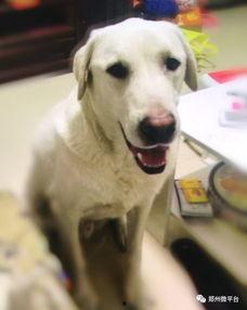 一个狗狗最新爆料图片大全,狗狗最新爆料图片大全集锦